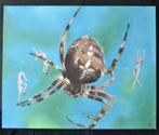 Marijke Venghaus 2016 - Kruisspin, schilderij olie 80x100 cm, Ophalen of Verzenden