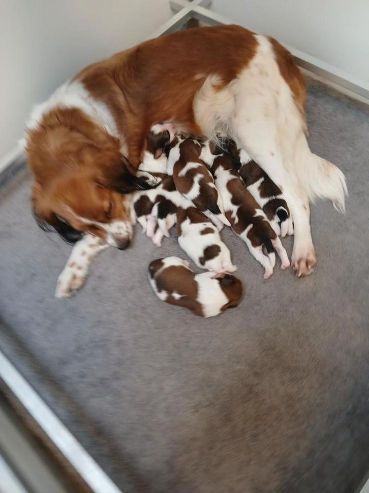 leuk nestje kooiker pups van 7 stuks, Dieren en Toebehoren, Honden | Retrievers, Spaniëls en Waterhonden, Meerdere dieren, Overige rassen