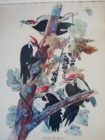 Art print. Pileated Woodpecker. 37/45 cm., Ophalen, Zo goed als nieuw