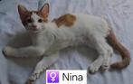 Laatste ½Maine Coon poesje, lief, speels en ondernemend, Dieren en Toebehoren, Katten en Kittens | Raskatten | Langhaar, Poes