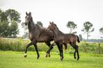 PRACHTIGE 6 JARIGE MERRIE, EBONY X MARLON, Dieren en Toebehoren, Paarden, Merrie, Gechipt, Dressuurpaard, Zadelmak
