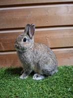 Kleurdwerg konijngrijs dwergkonijn, Dieren en Toebehoren, Konijnen, Vrouwelijk, Dwerg, 0 tot 2 jaar