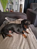 Dekreu kanichen/dwerg teckel, Dieren en Toebehoren, Reu, CDV (hondenziekte), Eén hond, 3 tot 5 jaar