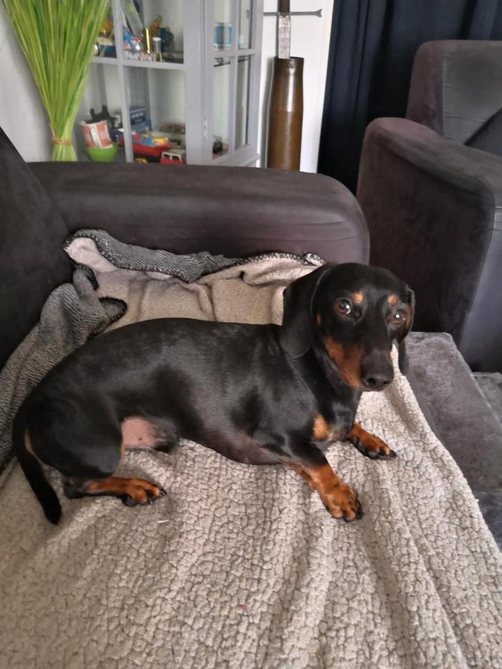 Dekreu kanichen/dwerg teckel, Dieren en Toebehoren, Honden | Dekreuen, Reu, Particulier, Eén hond, Nederland, 3 tot 5 jaar, CDV (hondenziekte)