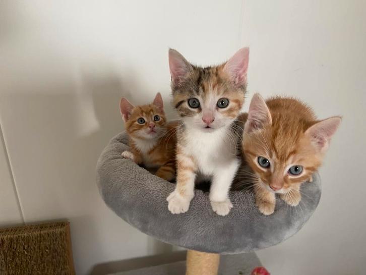 Kittens, Dieren en Toebehoren, Katten en Kittens | Overige Katten