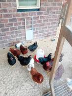 Wyandotte krielen in meerdere kleuren, Dieren en Toebehoren, Pluimvee, Vrouwelijk, Kip