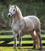 Gezocht ponys, Dieren en Toebehoren