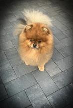 Pomeranian dekreu fci, Dieren en Toebehoren, Honden | Poolhonden, Keeshonden en Oertypen, Particulier, Rabiës (hondsdolheid), Keeshond