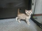 Bengaal kittens met stamboom, Dieren en Toebehoren, Meerdere dieren, Gechipt, 0 tot 2 jaar