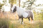 2 drachtige grullo nmprs stamboek merries + champagne hengst, Dieren en Toebehoren, Paarden en Pony's | Dekhengsten en Fokmerries