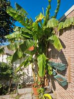 GRATIS bananenboom - Zelf uitgraven, Tuin en Terras, Planten | Bomen, Ophalen of Verzenden, Volle zon, Overige soorten, 250 tot 400 cm