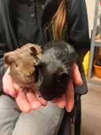 Cavia beertjes, December, Mannelijk, Cavia