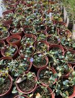 Vinca minor | licht paar bloemetje | vaste plant, Bodembedekkers, Volle zon, Vaste plant, Ophalen of Verzenden
