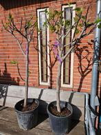 Diverse maten vijgbomen - veel keuze, Tuin en Terras, Planten | Bomen, Ophalen of Verzenden, Zomer, Volle zon, Overige soorten