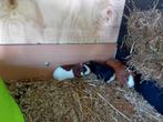 Cavia's te koop, Dieren en Toebehoren, Knaagdieren, Meerdere dieren, Cavia, Na 1 juli 2024, Tam