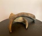 Twee hoorns van verschillend gewei, Ophalen of Verzenden, Zo goed als nieuw, Overige soorten, Gewei of Kop