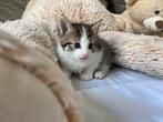 2 Kittens nog beschikbaar zwart tijger grijs 1/4 Savannah, Dieren en Toebehoren, Meerdere dieren, Ontwormd, 0 tot 2 jaar