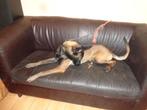 mahogany   Belgian malinois     not resevered   pls  read!, Dieren en Toebehoren, Honden | Herdershonden en Veedrijvers, 1 tot 2 jaar