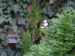 Bichenow, Dieren en Toebehoren, Mannelijk, Tropenvogel