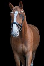 Super brave en lieve 8 jarige KWPN ruin, Dieren en Toebehoren, Paarden, Ruin, Dressuurpaard