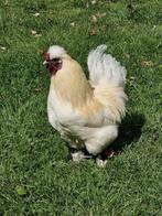 Haan pluimvee, Dieren en Toebehoren, Pluimvee, Mannelijk, Kip