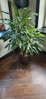 Dracaena, Ophalen, Halfschaduw, Minder dan 100 cm