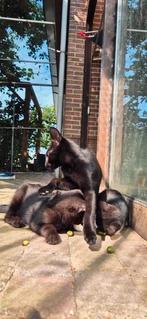 2 knappe zwarte katertjes, Dieren en Toebehoren, Kater, Kortharig, 0 tot 2 jaar