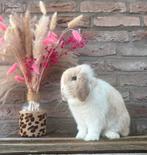 Raszuiver minilop konijntjes, Dieren en Toebehoren, Mannelijk, Dwerg