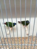 Koppel driekleur amedine, Meerdere dieren