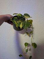 Philodendron brasil in groene bloempot, Ophalen of Verzenden, Halfschaduw, Minder dan 100 cm
