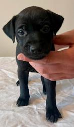 Patterdale terrier pups (1 teefje beschikbaar), Dieren en Toebehoren, Overige rassen, CDV (hondenziekte), 8 tot 15 weken, Meerdere