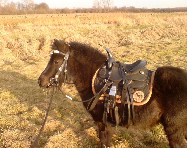 Westernhoofdstel shetlander / westernzadel e.d te koop, Dieren en Toebehoren, Paarden en Pony's | Overige Paardenspullen, Gebruikt