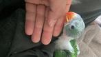 Alexander parakeet jonge, Dieren en Toebehoren, Vogels | Parkieten en Papegaaien, Meerdere dieren, Parkiet