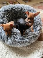 Dwergpincher pups, Rabiës (hondsdolheid), Overige rassen, 8 tot 15 weken, Meerdere