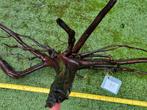 70. Kienhout aquarium hout / spiderwood wortel algeneter, Ophalen of Verzenden, Nieuw, Plant(en), Steen of Hout
