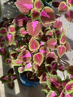 Coleus a bunch, Eenjarig, Halfschaduw, Zomer, Ophalen