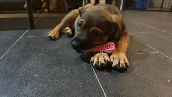 Pups te Koop! Energiek, Slim & Speels – Kruising, Dieren en Toebehoren, Honden | Niet-rashonden, Groot, Meerdere dieren, Particulier