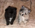 Pomeriaan Pomeranian Dwergkees Pups, Dieren en Toebehoren, Honden | Poolhonden, Keeshonden en Oertypen, 8 tot 15 weken, Meerdere