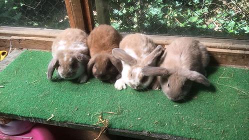 Dwerg konijn, hangoor konijn, jonge konijnen, Dieren en Toebehoren, Konijnen, Dwerg, Meerdere dieren, 0 tot 2 jaar, Hangoor