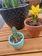 Sanseveria Whale Fin stek kamerplant, Ophalen, Halfschaduw, Minder dan 100 cm