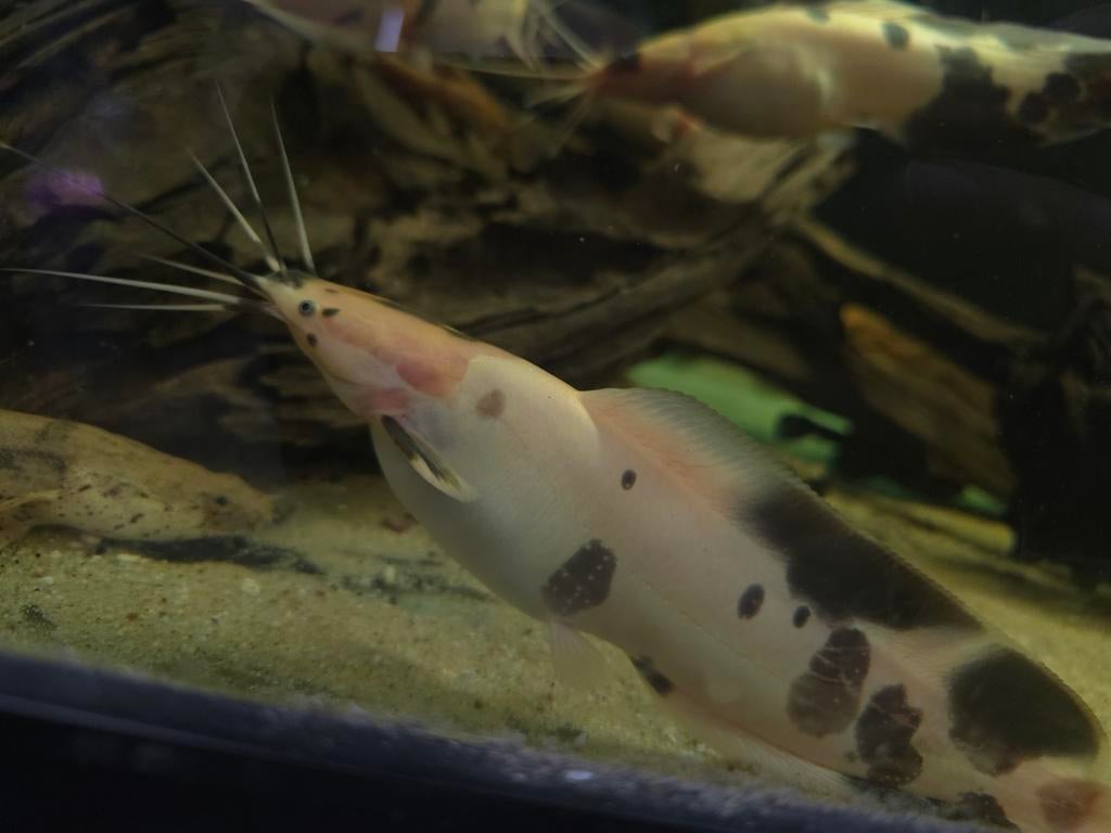 Clarias batrachus ( wandelende meerval ), Vis, Zoetwatervis
