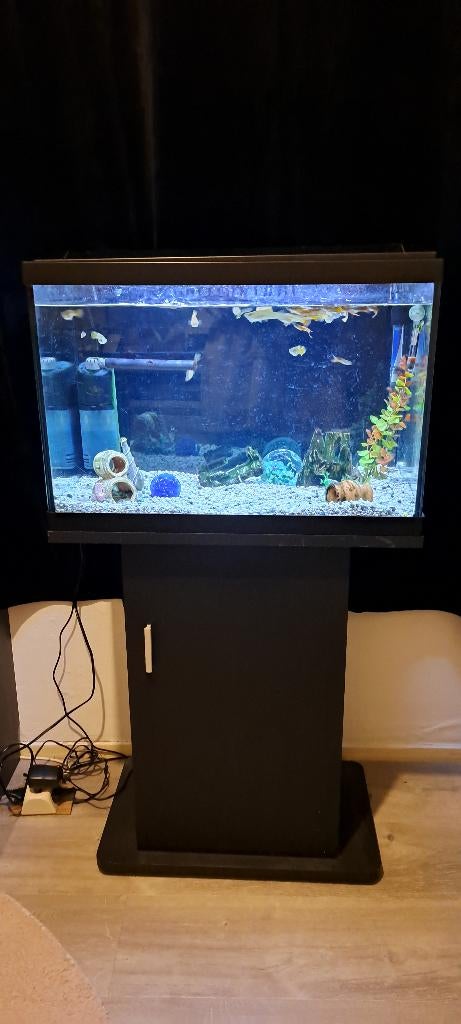 Hele aquarium (inc. toebehoren) van 50L moet weg!, Ophalen, Overige merken, Inclusief vissen, Gevuld zoetwateraquarium