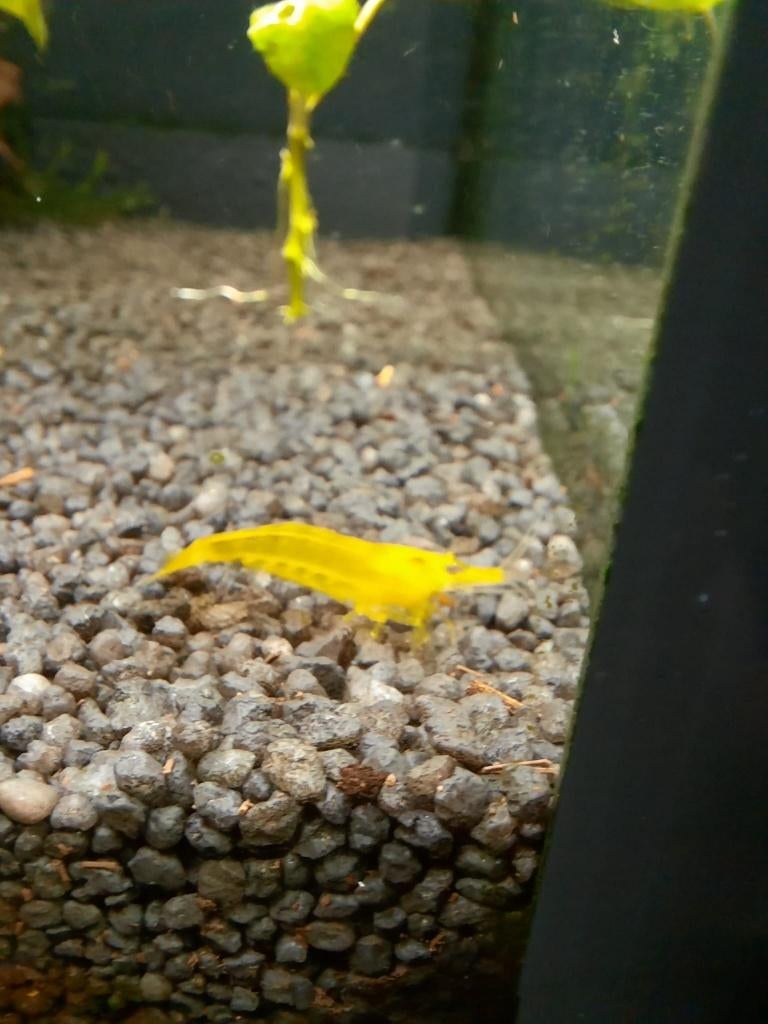 Citroen garnaal, Dieren en Toebehoren, Vissen | Aquariumvissen, Kreeft, Krab of Garnaal, Zoetwatervis, Schoolvis