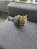 1 jarige grijze tijger kater., Dieren en Toebehoren, Katten en Kittens | Overige Katten, Kater