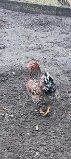 Wyandotte hennen, Dieren en Toebehoren