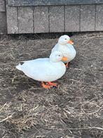 Eenden eieren, Dieren en Toebehoren, Pluimvee, Geslacht onbekend, Eend