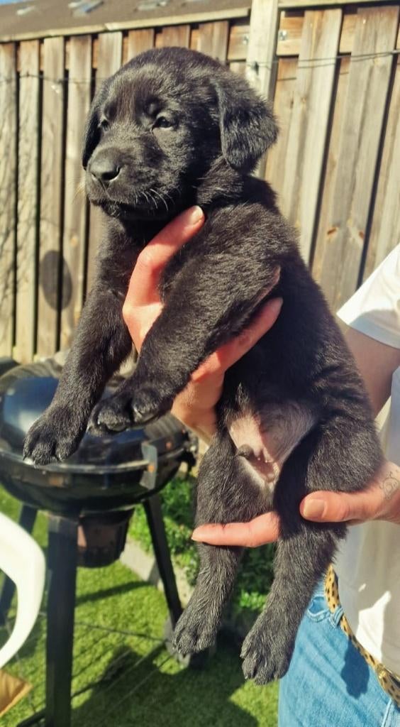 Labrador weimaraner / Labrador kroatische herder pups puppy, Dieren en Toebehoren, 8 tot 15 weken, Labrador retriever, Parvo, Meerdere