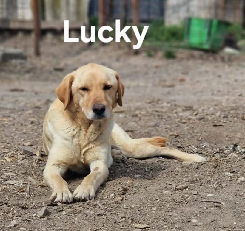 Lucky zoekt baasje, Dieren en Toebehoren, Particulier, Reu, 1 tot 2 jaar, Buitenland