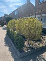 2 Salix Flamingo planten - Decoratieve wilg, Tuin en Terras, Planten | Tuinplanten, Volle zon, Vaste plant, Lente, Ophalen