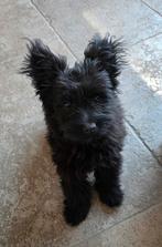 🐾 Lief, vrolijk reutje zoekt zijn forever home 🐾❤️, 15 weken tot 1 jaar, Reu, Eén hond, Klein